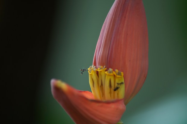 Banana blossom