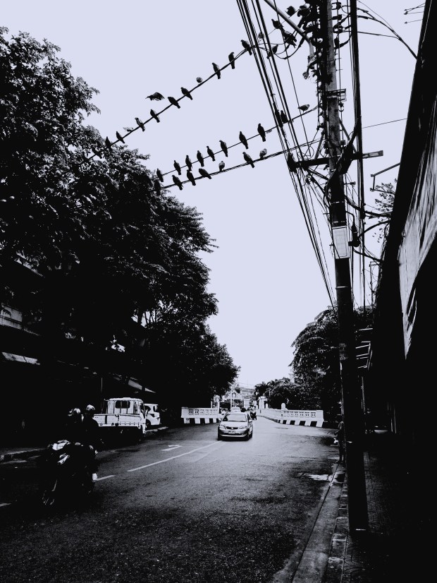 Black ans White Stret BIRDS