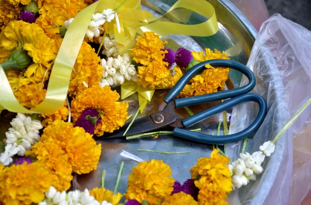 Marigold and Jasmine ii